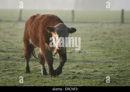 vache Banque D'Images