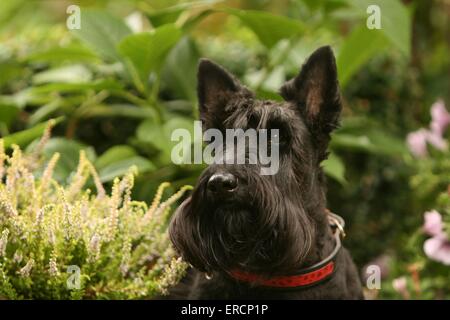 Scottish Terrier Portrait Banque D'Images