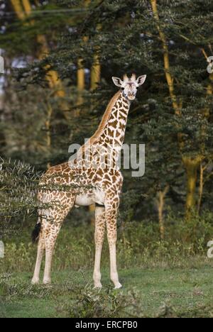 girafe Masaï Banque D'Images