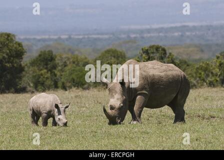 Les rhinocéros blanc Banque D'Images
