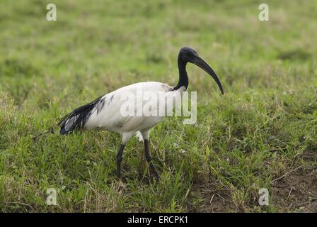 ibis sacré Banque D'Images