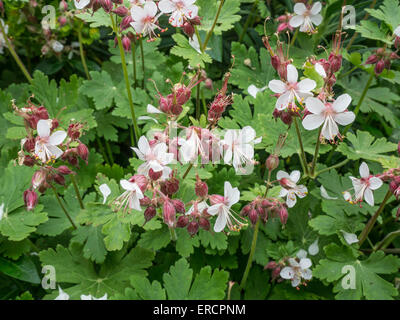 Geranium macrorrhizum ' Album' fleurs Banque D'Images