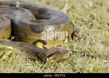 grand anaconda Banque D'Images