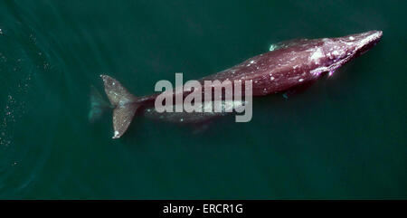 Une baleine grise et son petit migrent vers le nord le long de la côte californienne sur leur façon d'alimentation estivales dans l'Arctique. Les scientifiques sont à l'aide d'un drone pour produire des images aériennes très précises de baleine grise, puis d'analyser les images pour comprendre comment les conditions environnementales influent sur la santé des femmes adultes et, finalement, le succès de reproduction de la population. Banque D'Images