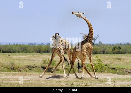 girafes Massaï Banque D'Images