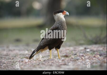 Caracara huppé commun Banque D'Images