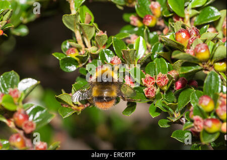 Petit bourdon qui nichent tôt B. pratorum à la recherche de nectar sur red cotoneaster fleurs et recueillir les grains de pollen Banque D'Images