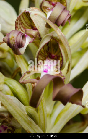 (Himantoglossum Hircinum) blooming Banque D'Images