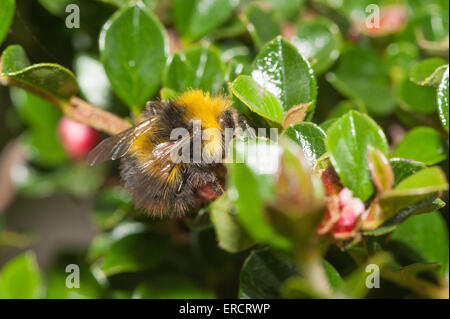 Petit bourdon qui nichent tôt B. pratorum à la recherche de nectar sur red cotoneaster fleurs et recueillir les grains de pollen Banque D'Images