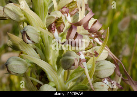 (Himantoglossum Hircinum) blooming Banque D'Images