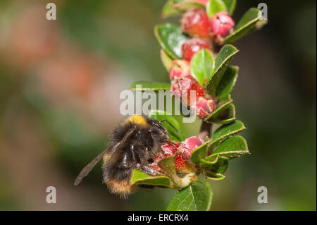 Petit bourdon qui nichent tôt B. pratorum à la recherche de nectar sur red cotoneaster fleurs et recueillir les grains de pollen Banque D'Images