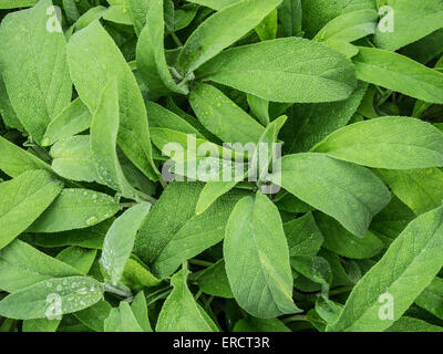 Feuilles de sauge Banque D'Images