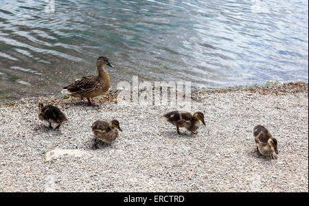 Une femelle colvert canetons et quatre sur les rives de la simple, Ellesmere, Shropshire, Angleterre Banque D'Images