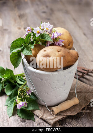 Pomme de terre avec des feuilles et des fleurs sur un fond de bois dans un style rustique, les pommes de la récolte. Banque D'Images