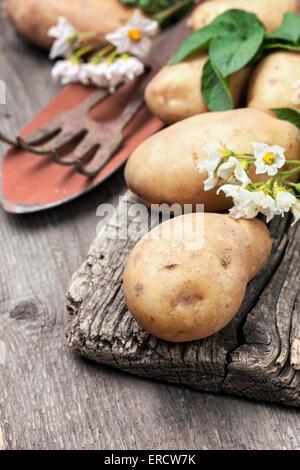 Pomme de terre avec des feuilles et des fleurs sur un fond de bois dans un style rustique, les pommes de la récolte. Banque D'Images