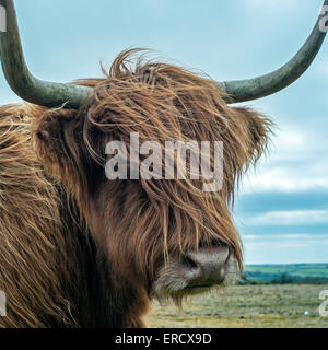 Vache Highland longue corne de vache brun clair recouvert de Shaggy avec de longues cornes courbes sur Bodmin Moor, Cornwall Banque D'Images