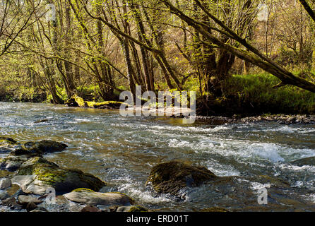 Rivière qui coule rapidement sur les pierres et cailloux à travers forêts anciennes à Cornwall au sud de Bodmin Moor Banque D'Images