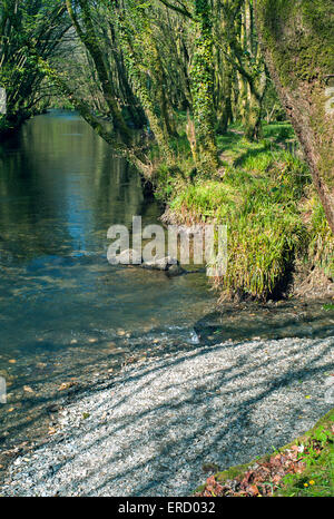 La rivière Fowey dans forêts anciennes Bodmin Moor Banque D'Images