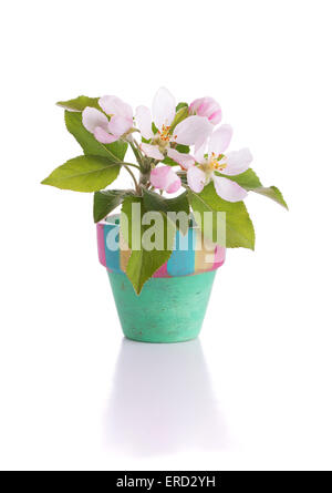 Apple rose et blanc des fleurs dans un pot minuscule Banque D'Images