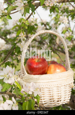 Pommes dans un panier en osier blanc, dans un pommier en fleurs au printemps Banque D'Images