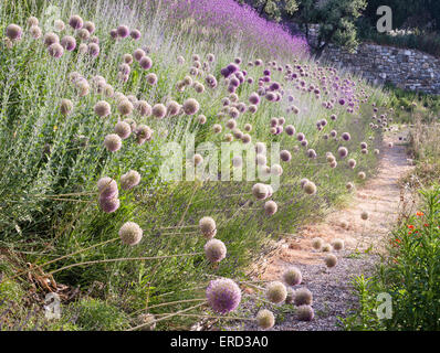 Castiglion del Bosco, Val d'Orcia, Toscane, Italie. De plus en plus Allium dans les jardins qui entourent cet hôtel de luxe Banque D'Images