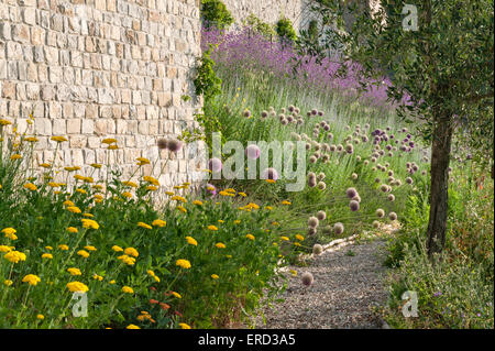 Castiglion del Bosco, Val d'Orcia, Toscane, Italie. De plus en plus Allium dans les jardins qui entourent cet hôtel de luxe Banque D'Images