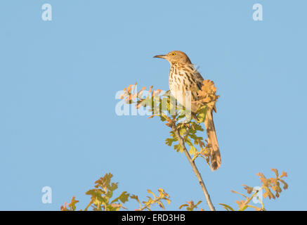 Brown Thrasher assis sur le dessus d'un chêne au début du printemps, soleil du soir, contre ciel bleu clair Banque D'Images