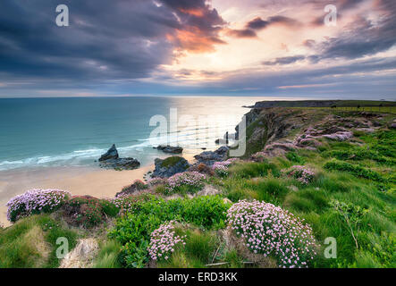 Sea Thrift sur Cliffs at Park tête sur le South West Coast Path près de Porthcothan Bay Banque D'Images