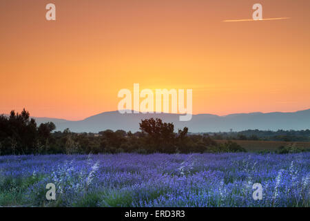 Lever de soleil sur l'été un champ de lavande en Provence, France Banque D'Images