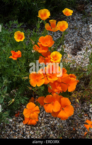 Le pavot de Californie dans un jardin dans l'East Sussex, UK Banque D'Images