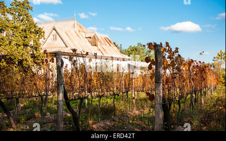 Vignoble ensoleillée d'automne. Mendoza à la fin de l'automne, lors de raisins récoltés. Des couleurs éclatantes Banque D'Images