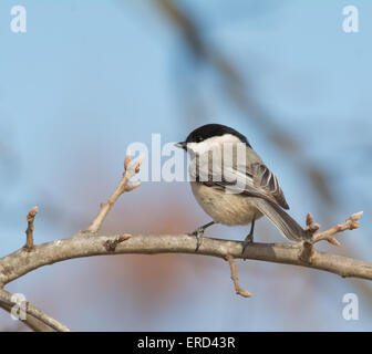 Carolina Chickadee perché sur une branche de chêne en hiver Banque D'Images