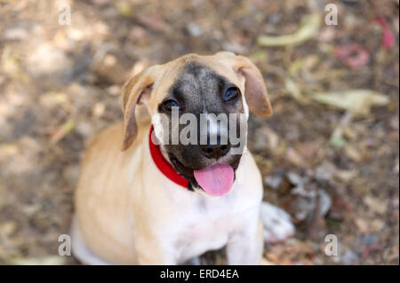 Chiot heureux est de la recherche libre smiling outdoors Banque D'Images