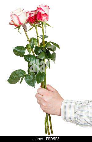 La main des hommes trois roses rose isolé sur fond blanc Banque D'Images