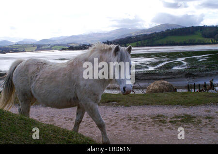 Poneys sauvages Carneddau, Conwy, Pays de Galles, Royaume-Uni Banque D'Images