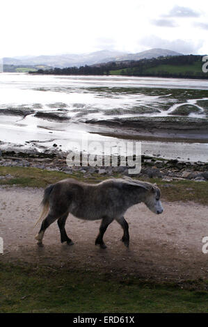 Poneys sauvages Carneddau, Conwy, Pays de Galles, Royaume-Uni Banque D'Images