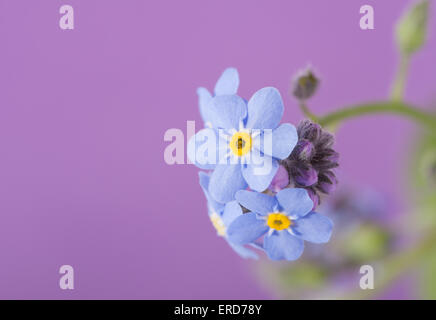 Bleu Dainty forget-me-not fleur sur fond violet Banque D'Images