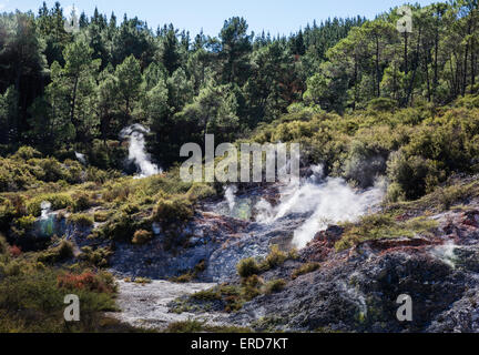 Paysage volcanique de cratères et les fumerolles entre maquis et woodland à Wai O Tapu Wonderland thermique Nouvelle Zélande Banque D'Images