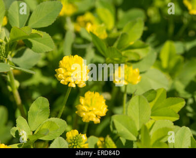 Trifolium aureum, trèfle d'or au soleil du printemps fleurs Banque D'Images