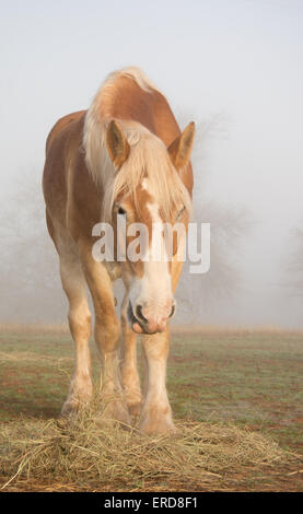 Cheval de Trait Belge de manger son foin matin dans un épais brouillard Banque D'Images