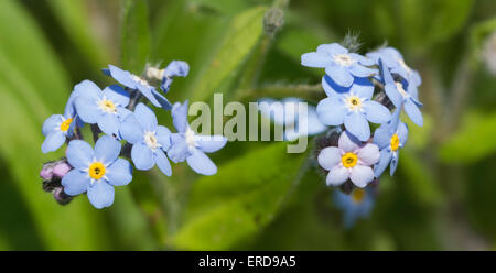 Forget-me-not fleur, Myosotis, sous le soleil de printemps jardin Banque D'Images
