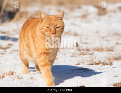 Chat tigré Orange marcher dans la neige en plein soleil Banque D'Images