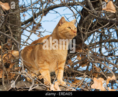 Ginger tabby cat l'escalade dans un arbre en hiver Banque D'Images