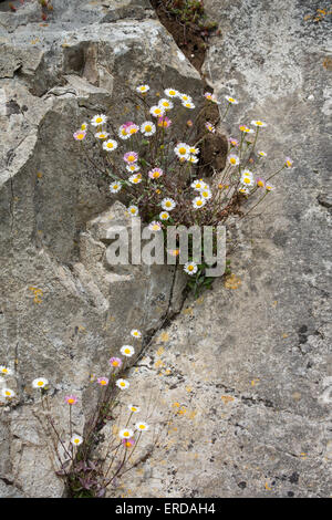 Erigeron karvinskianus Vergerette mexicain est un jardin s'échapper au Royaume-Uni qui pousse sur les falaises côtières heureusement dans le sud de l'Angleterre Banque D'Images