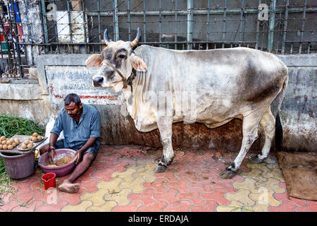 Mumbai Inde,Breach Candy,Cumwalla Hill,vache,direction,homme hommes,India150301222 Banque D'Images