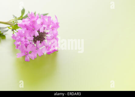 Prairie violet fleur de verveine sur fond vert dégradé Banque D'Images