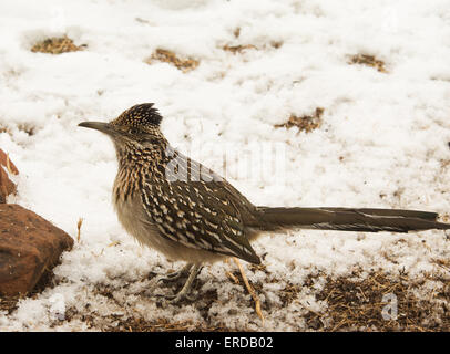 Geococcyx californianus, une plus grande californianus sitting in snow, alerté Banque D'Images