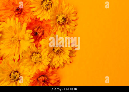 Jaune et orange fleurs de souci ou calendula médicinales aussi frais floral background Banque D'Images