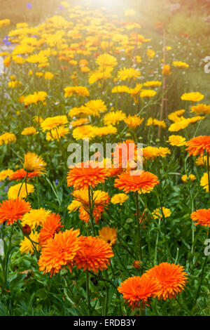 Orange et jaune fleurs calendula médicinales dans jardin à l'extérieur Banque D'Images