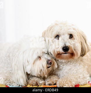 Portrait de deux chiens Coton de Tuléar snuggling ensemble Banque D'Images